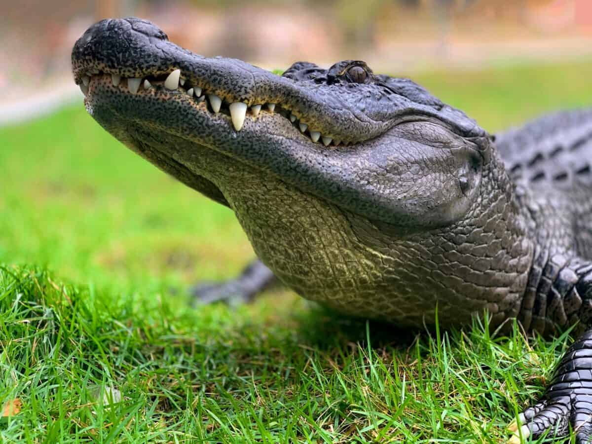 crocodile sur l'herbe verte pendant la journée