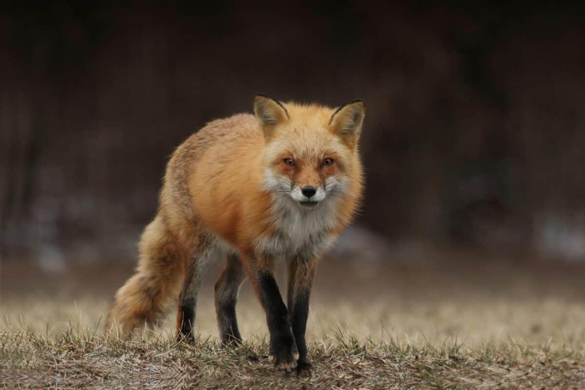 renard roux