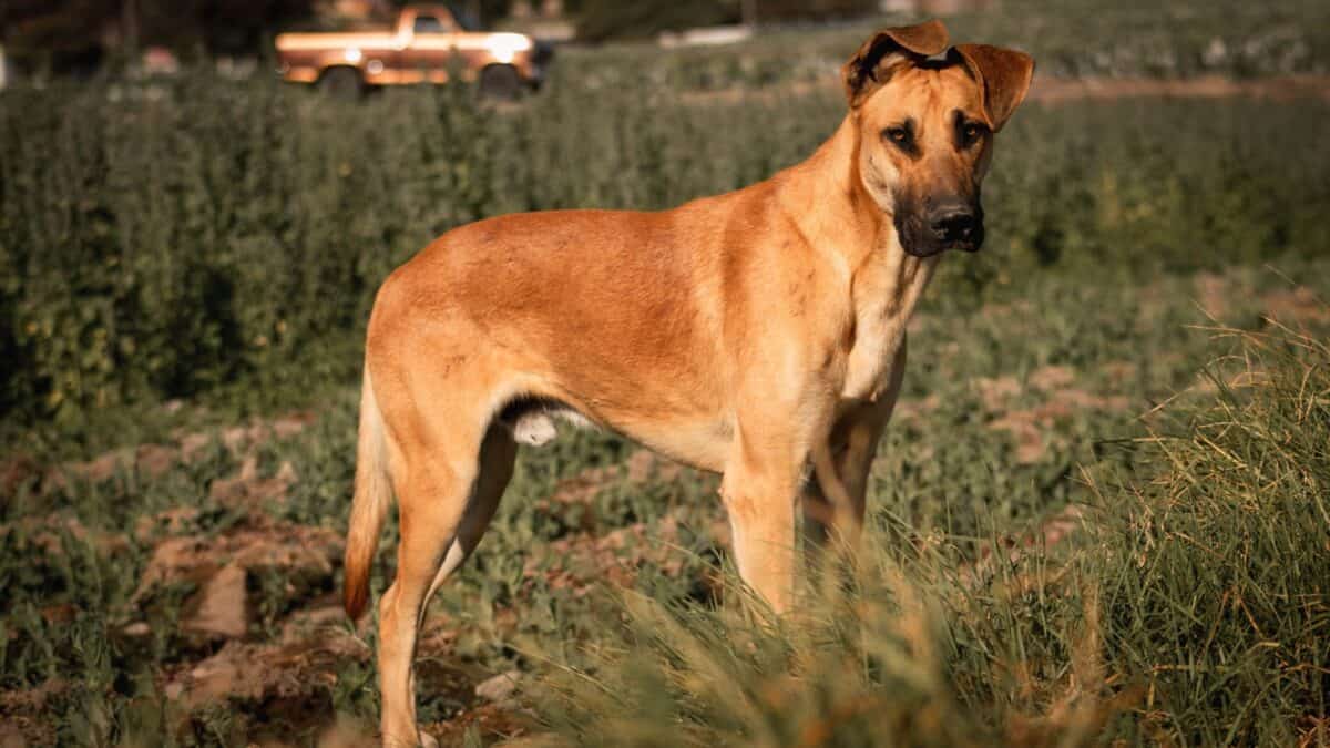 chien à poil court brun sur un champ d'herbe verte pendant la journée