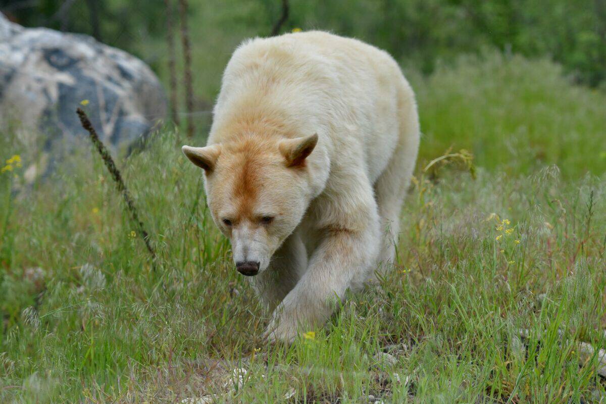 un ours polaire marchant dans lherbe