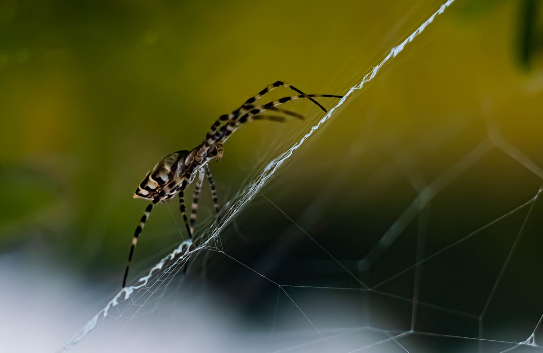 9. Araignée de pêche rayée (crédits image : unsplash)