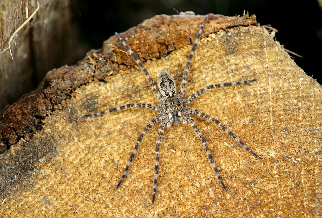 11. Araignée pêcheuse à six points (crédits image : unsplash)