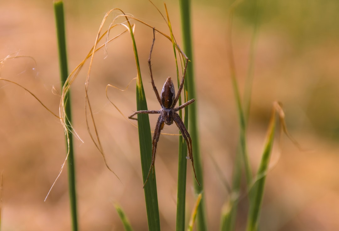 7. Nursery Web Spider (crédits image : unsplash)
