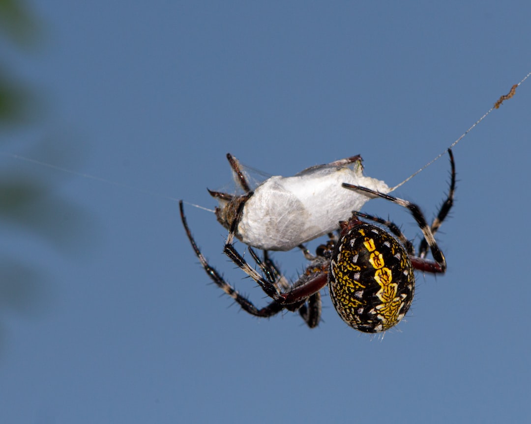 8. Araignée pêcheuse à bandes blanches (crédits image : unsplash)