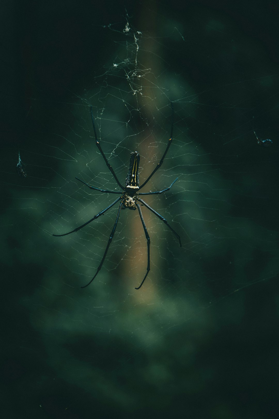 5. Dark Fishing Spider (crédits image : unsplash)