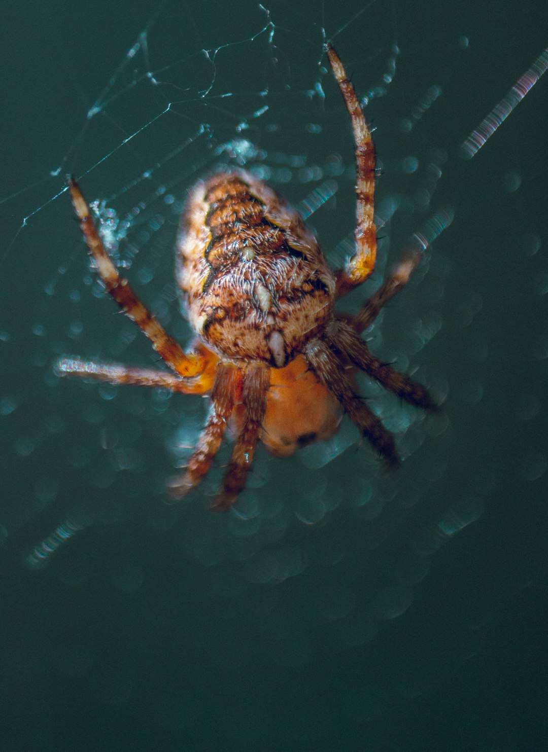 4. Water Spider (crédits image : unsplash)