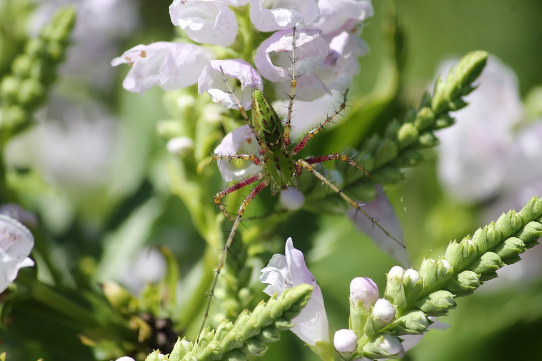 3. Green Lynx Spider (crédits image : unsplash)