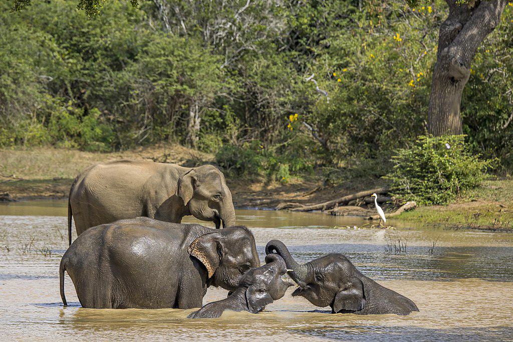 Éléphant du Sri Lanka (Elephas maximus maximus), parc national de Yala, Sri Lanka.
