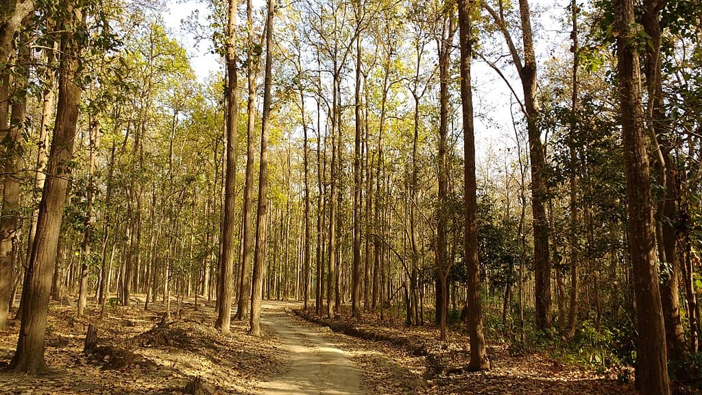Parc national Corbett, Inde