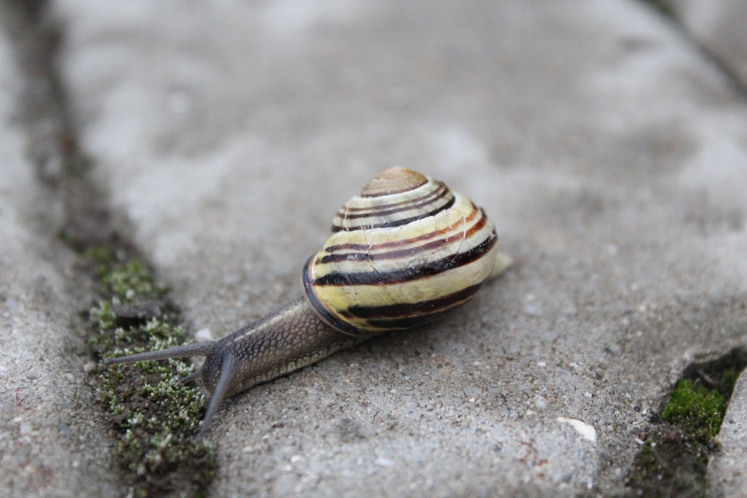 7. Escargot cône (crédits image : unsplash)