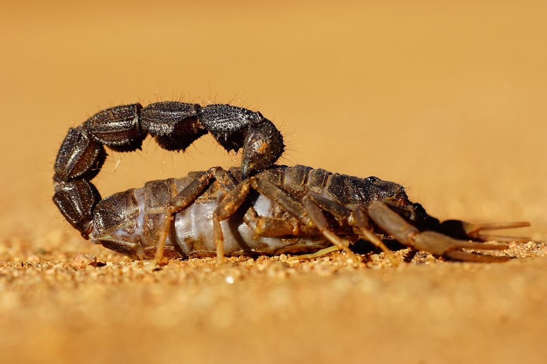 1. Scorpion Deathstalker (crédits image : unsplash)