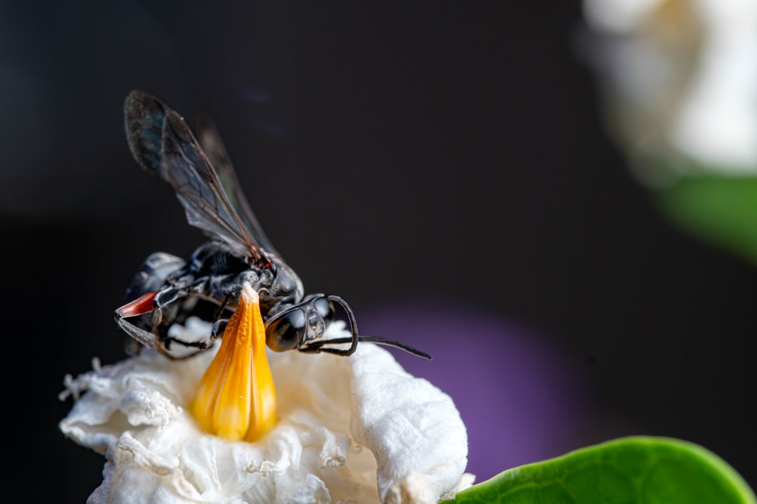 4. Guêpe faucon tarentule (crédits image : unsplash)