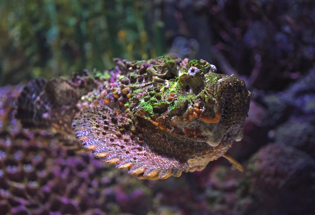 8. Poisson-pierre (crédits image : unsplash)