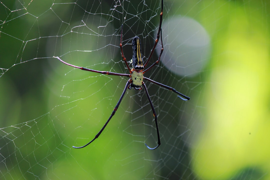 3. Araignée en forme d'entonnoir de Sydney (crédits image : unsplash)
