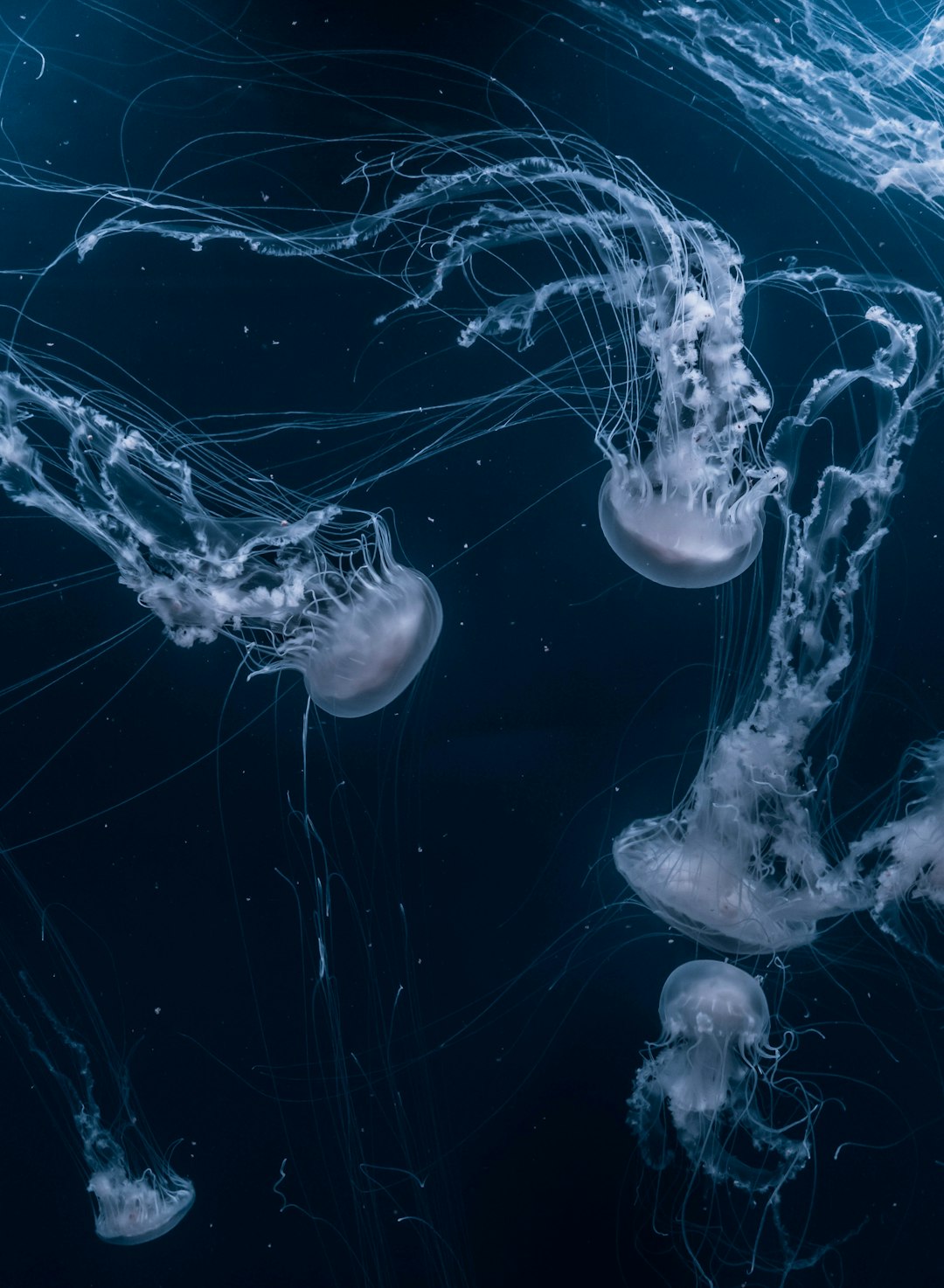 6. Méduse-boîte (crédits image : unsplash)