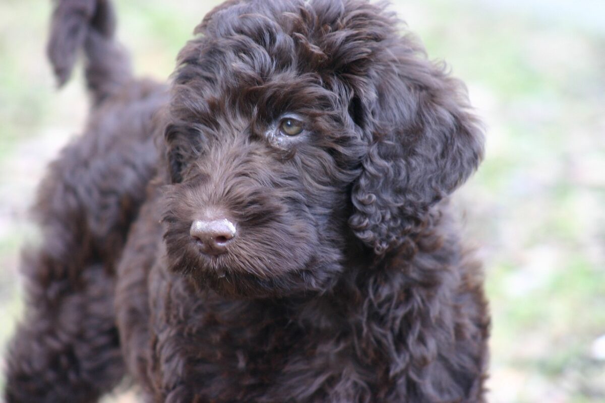 mini-labradoodle
