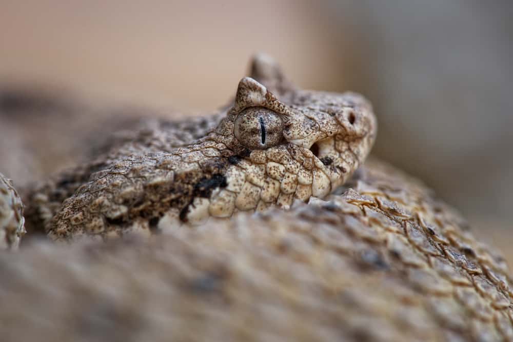 serpent à sonnette sidewinder