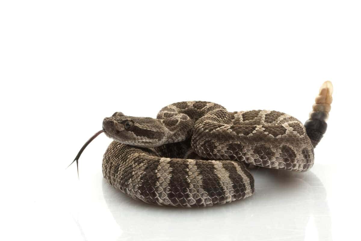 La morsure du serpent à sonnettes du Pacifique Nord