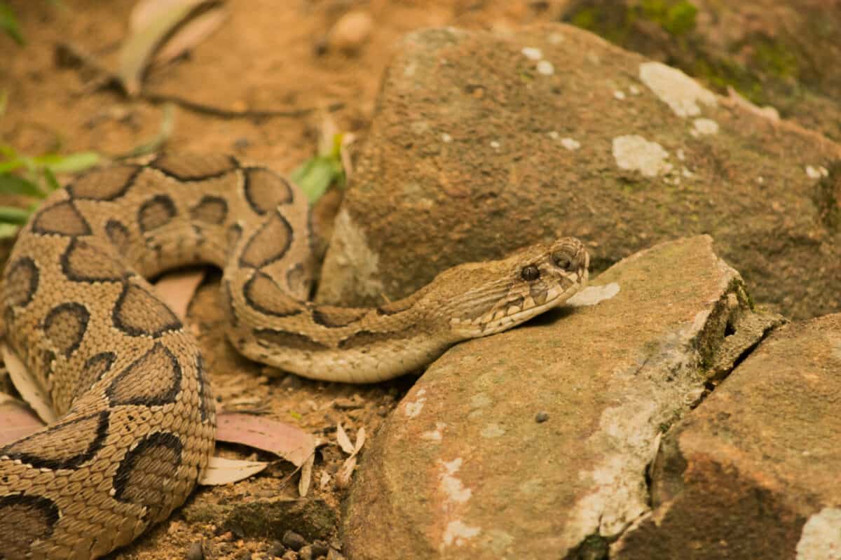 Crotale des bois reposant sur un rocher dans le parc national de Bannerghatta