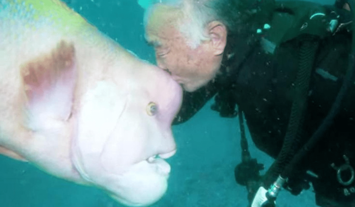 poisson tête de mouton asiatique et 