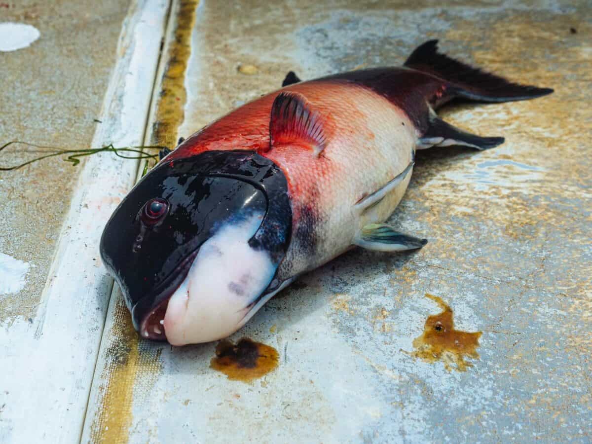 Une photo détaillée d'un poisson Sheephead fraîchement pêché allongé sur le quai, mettant en valeur ses couleurs uniques.