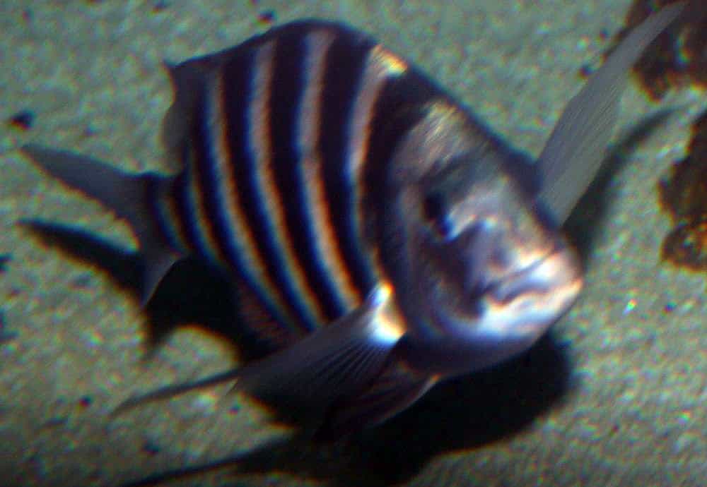 Poisson tête de mouton