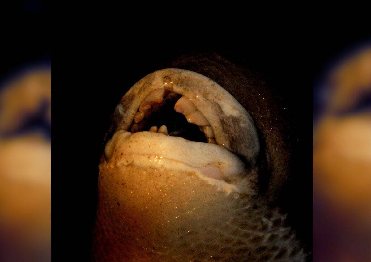 Poisson tête de mouton