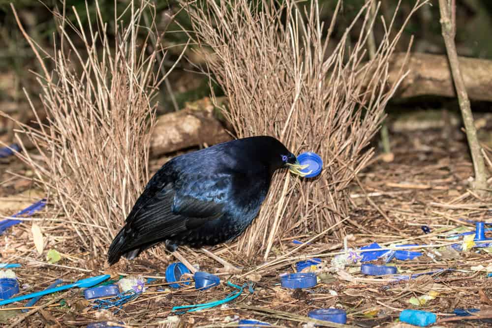 Satin Bowerbird en parade nuptiale par son Bower