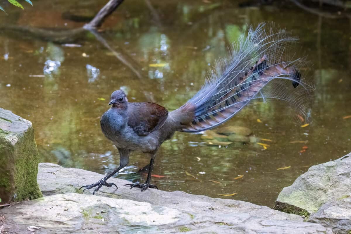 Un superbe oiseau-lyre, Menura novaehollandiae, au bord d'une rivière à Victoria, en Australie. Il s'agit d'un mâle adulte.