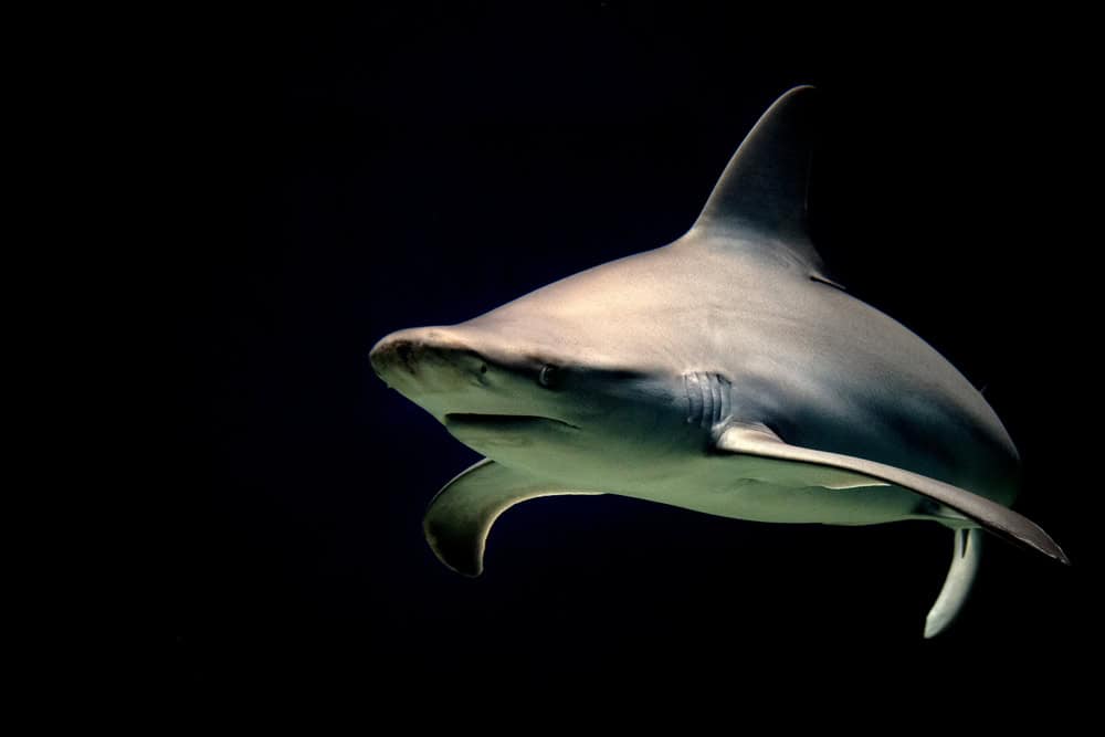 Mâchoires de requin bouledogue prêtes à attaquer la nuit isolées sur noir