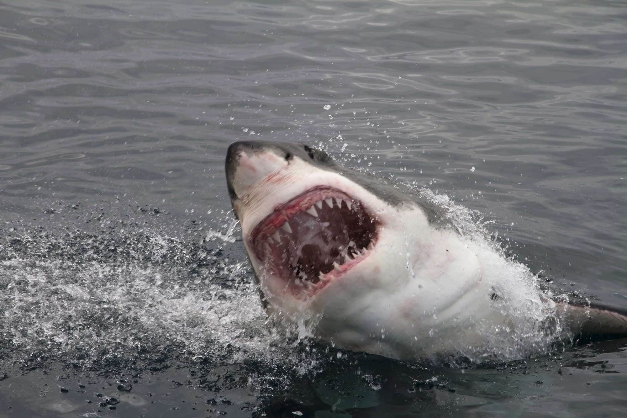 Le grand requin blanc
