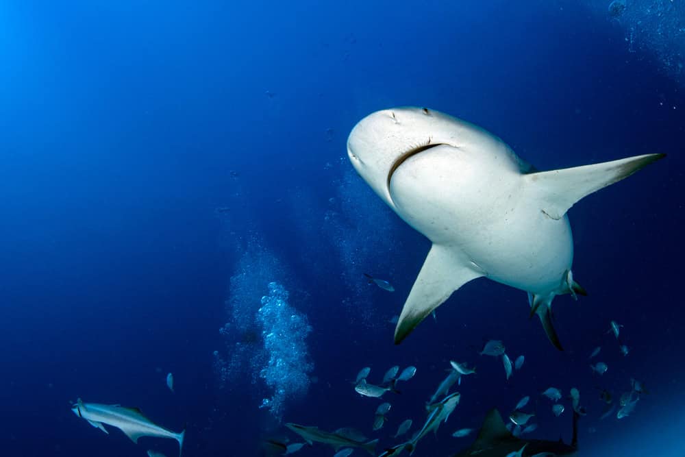 Requin bouledogue en se nourrissant au Mexique dans l'océan bleu