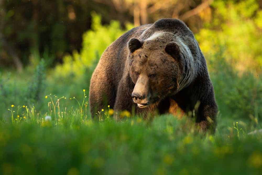 Ours brun