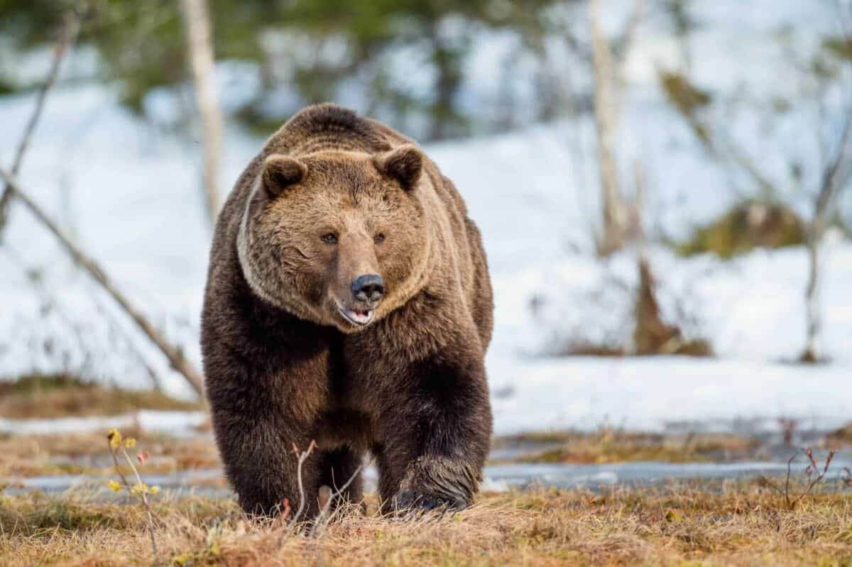 Grizzli