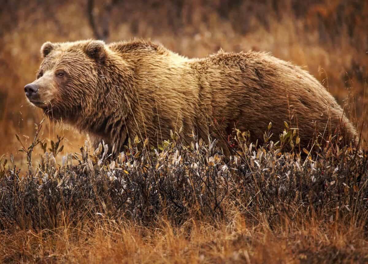 Grizzly