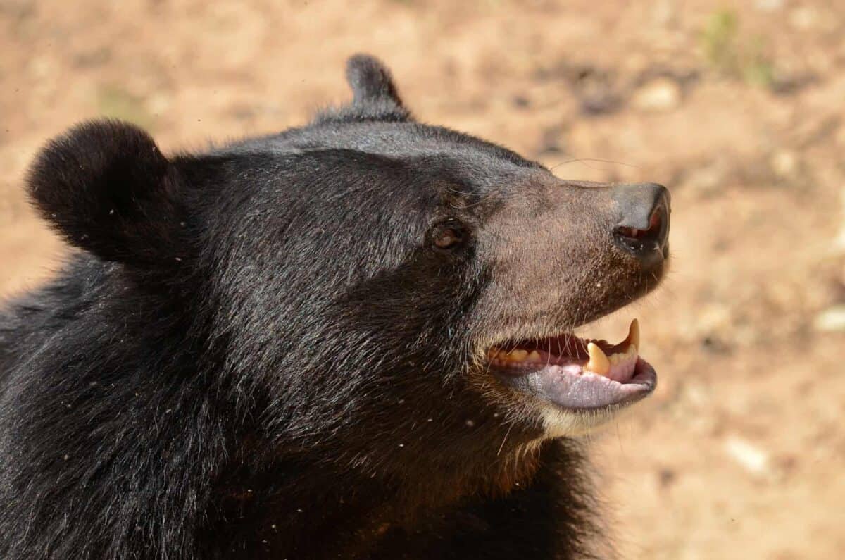Ours