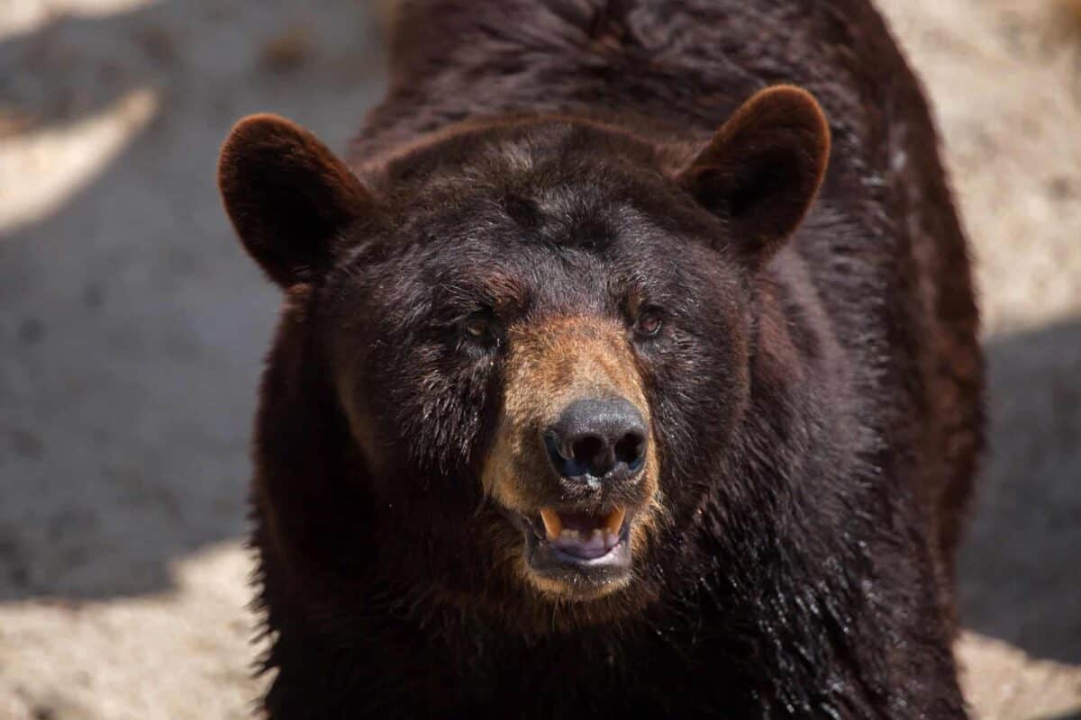 Ours