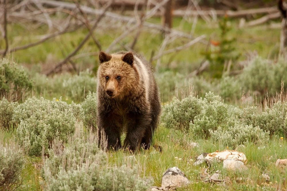 Ours