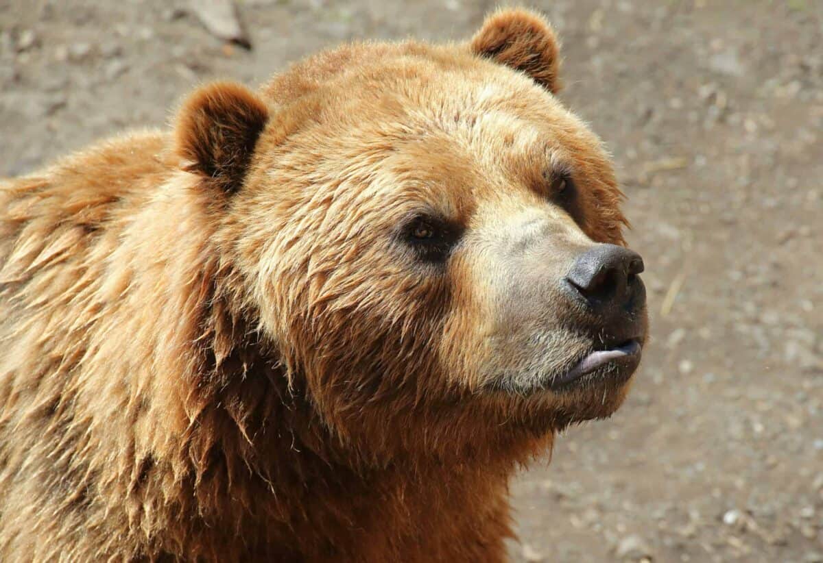 Ours