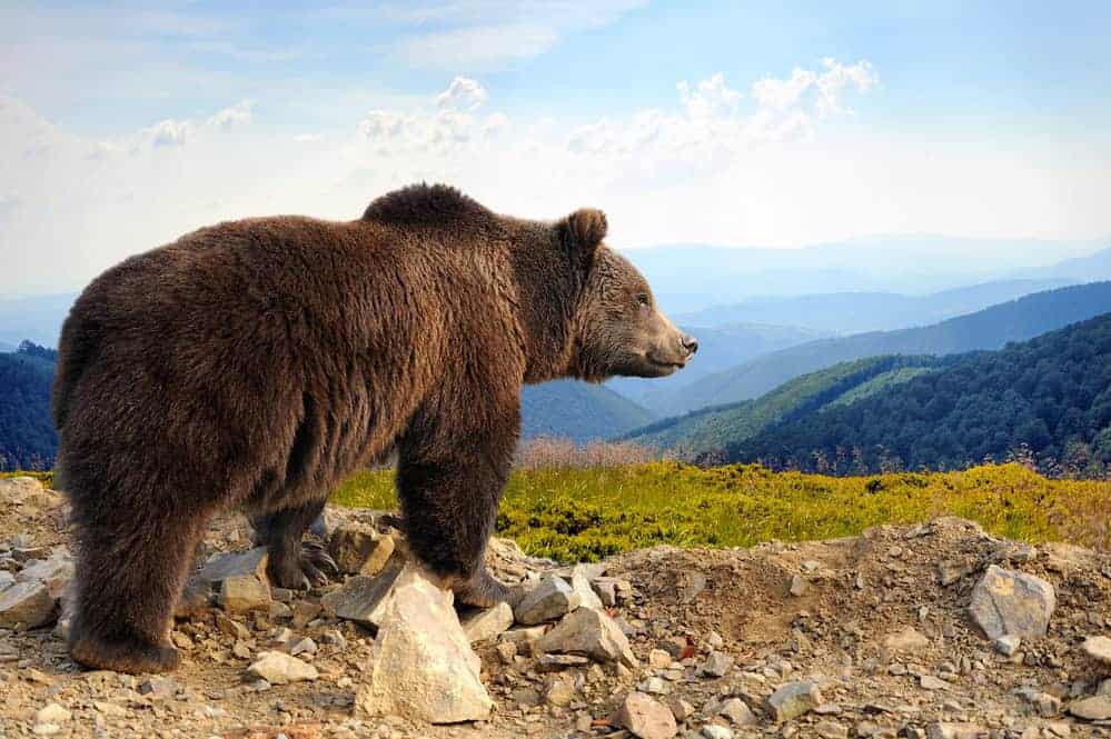 Grizzli