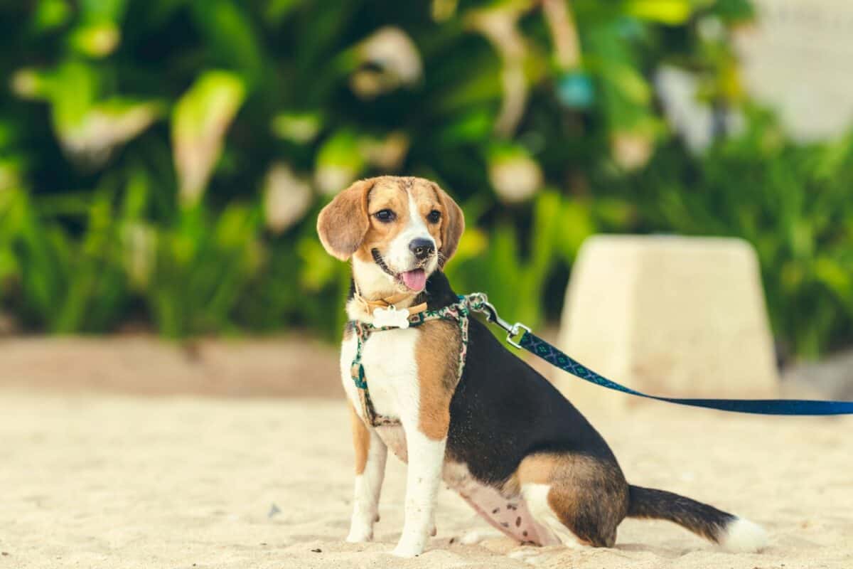 Beagle tricolore sur le sable blanc pendant la journée