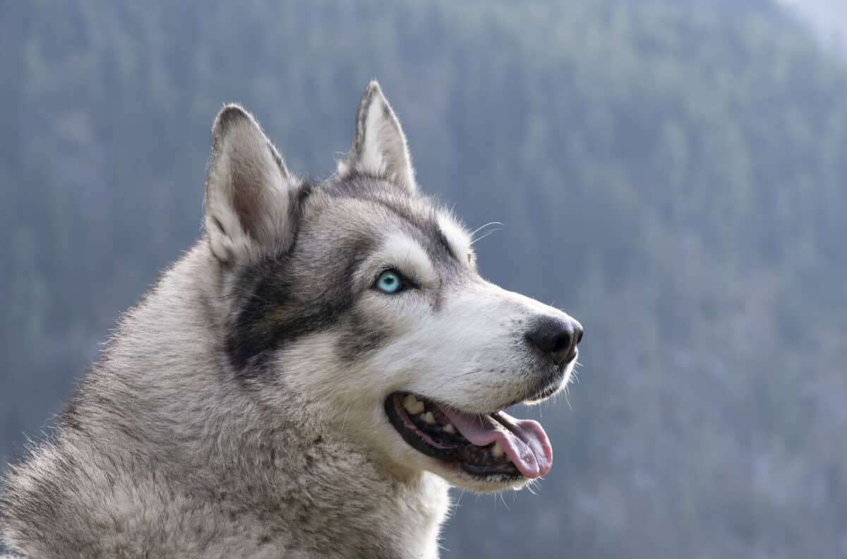 Husky Sibérien