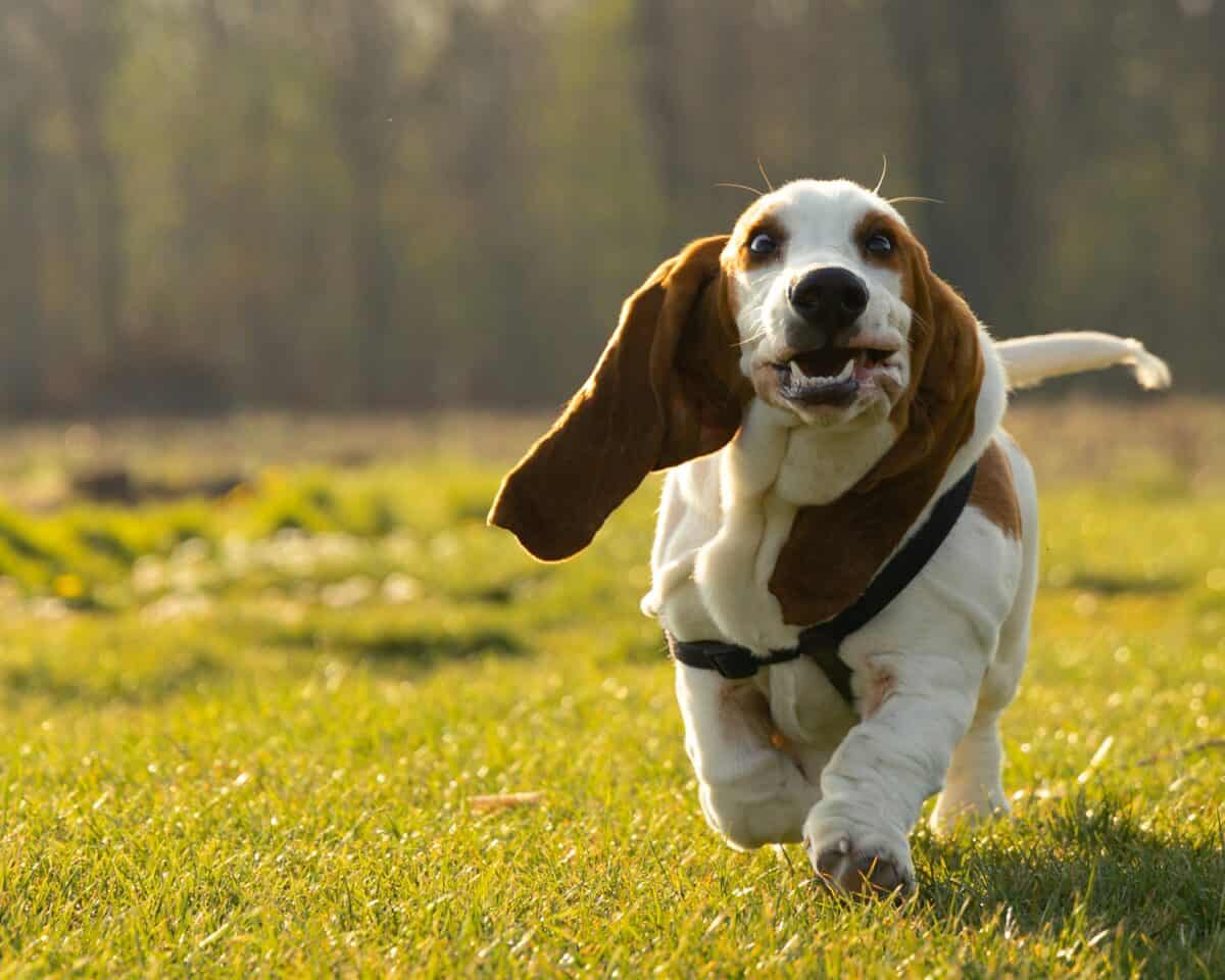 chien à poil court brun et blanc sur un champ d'herbe verte pendant la journée
