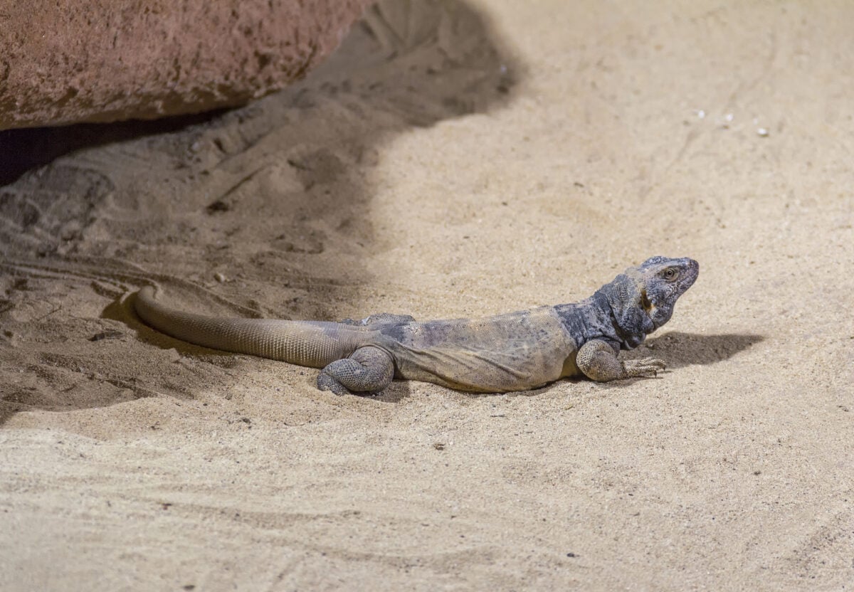 Lézard des murailles
