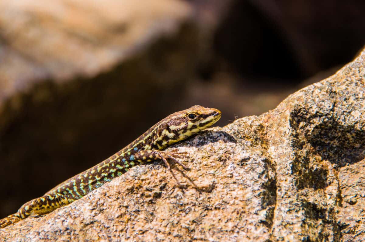 Lézard fouet