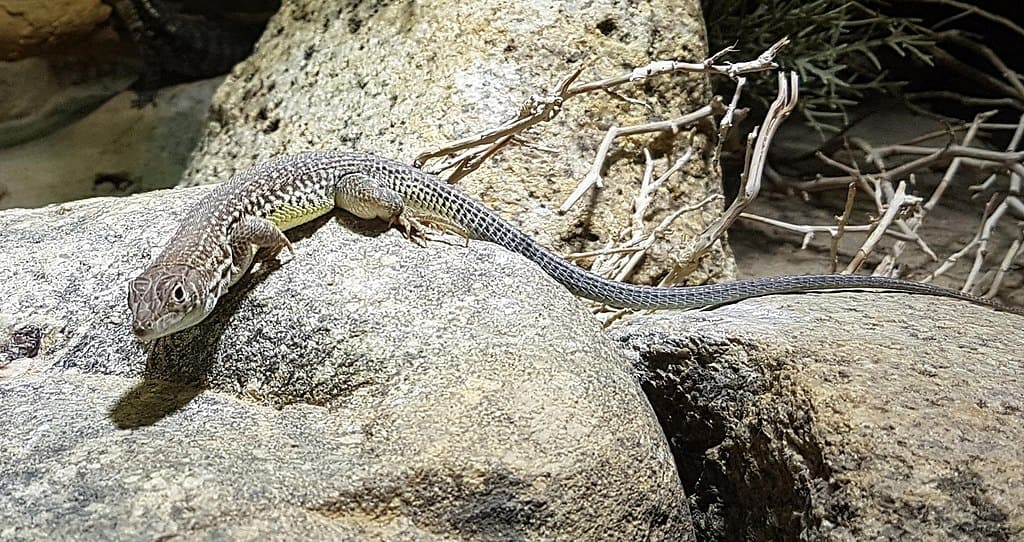 Lézard à doigts frangés