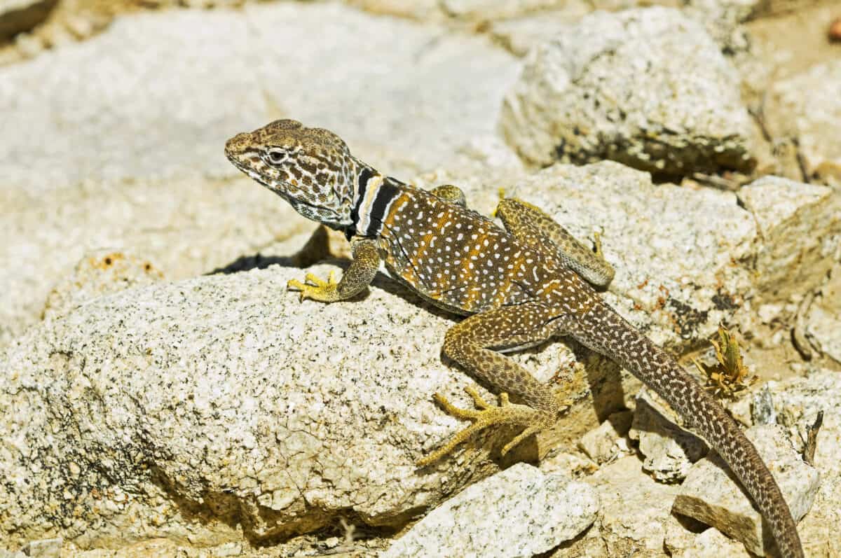 Lézard à collier du Grand Bassin.