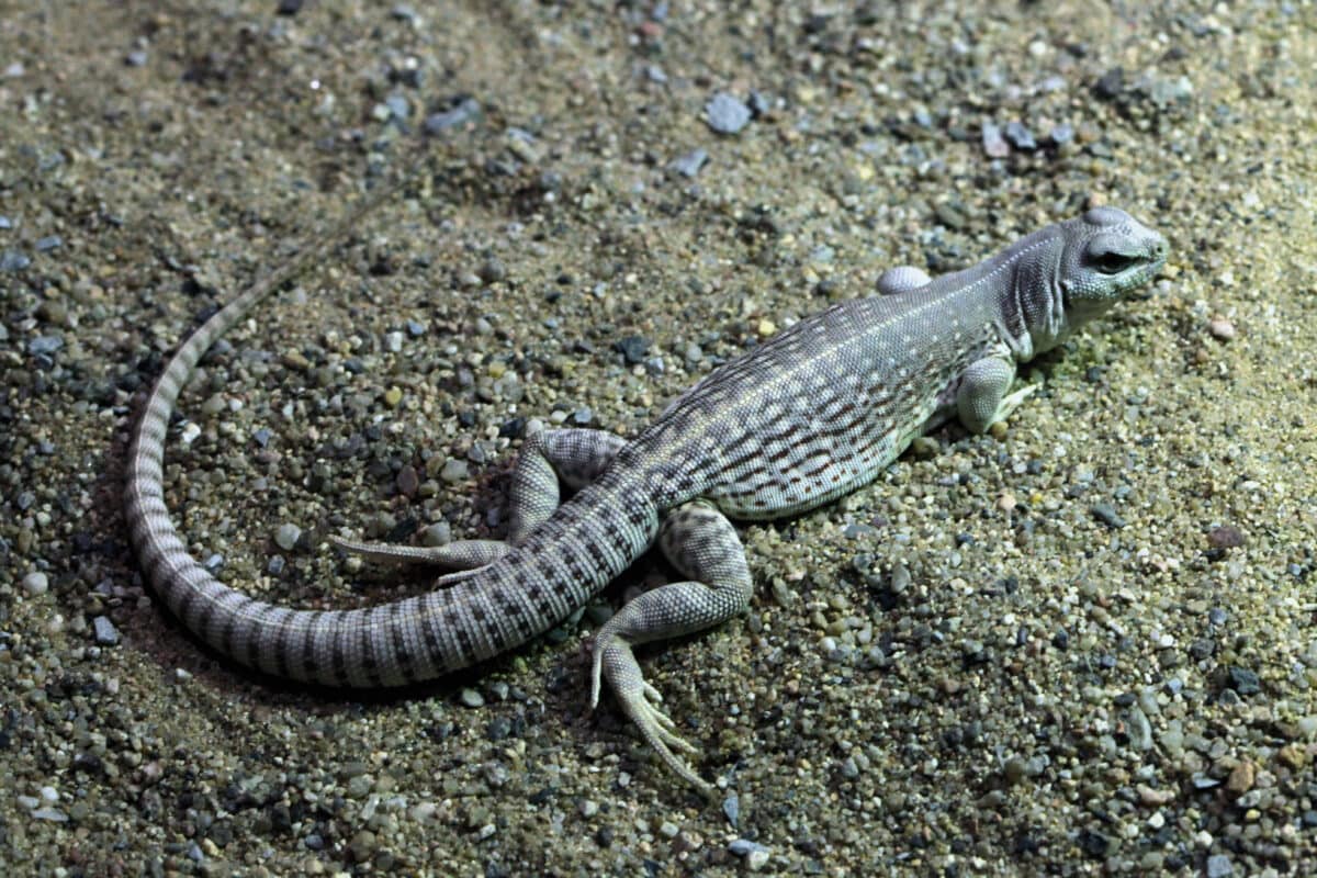 Iguanes du désert