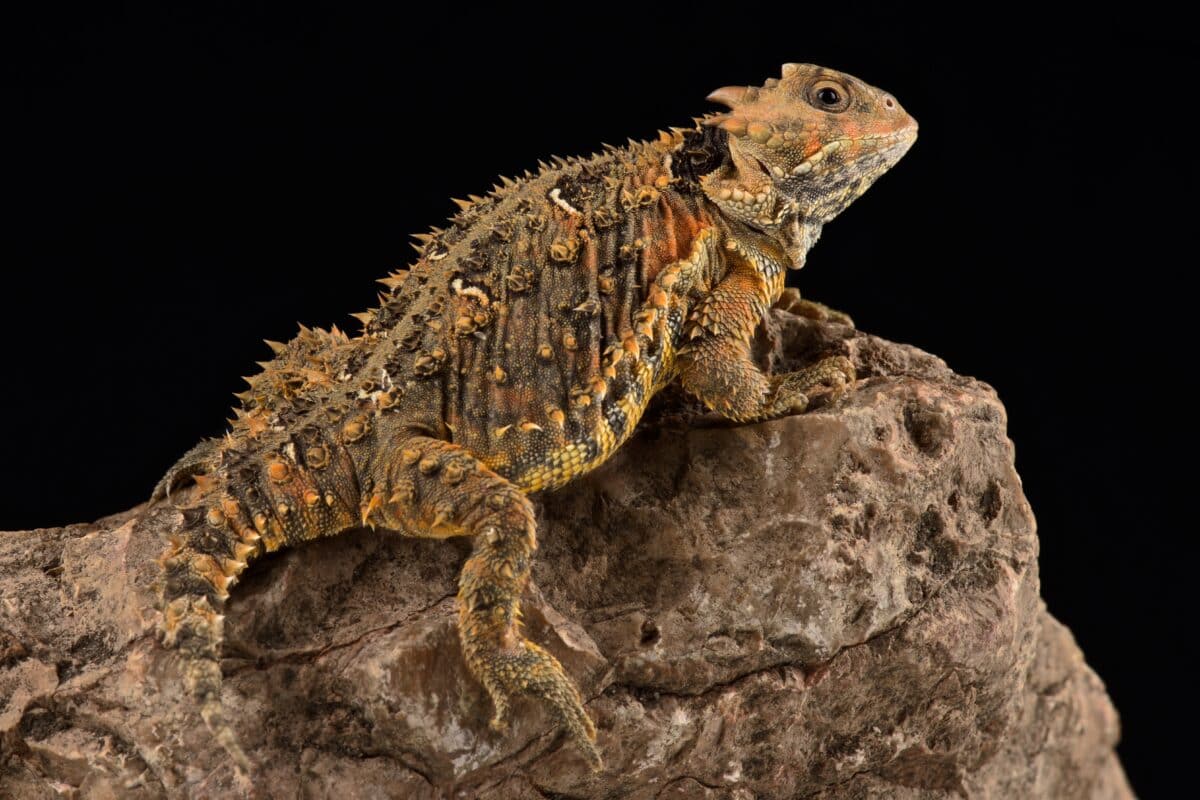 Lézard cornu