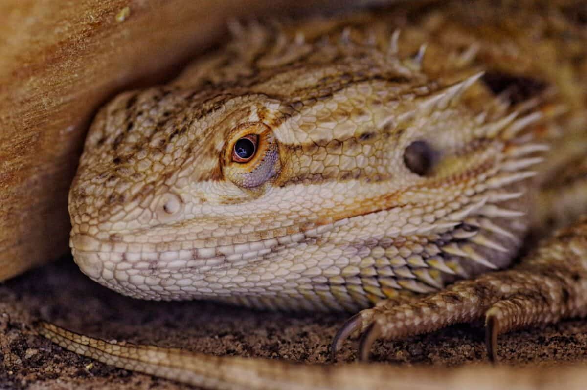 photographie en profondeur d'un dragon pané